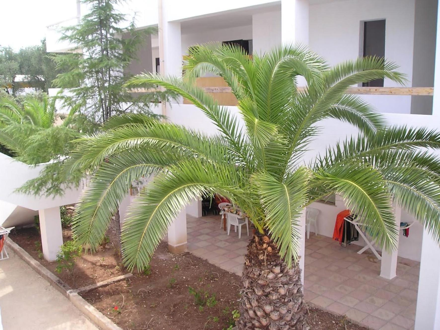 Appartamenti Gallo Club Vieste Bagian luar foto